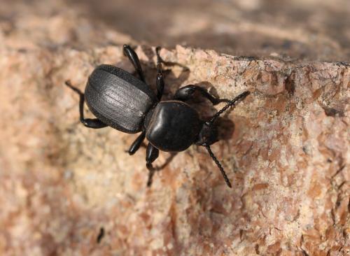 Scaurus punctatus